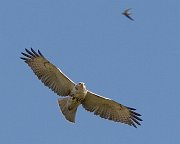 IMG_4018-web * Red-tailed Hawk (juvenile Krider's); Monee Reservoir. * Red-tailed Hawk (juvenile Krider's); Monee Reservoir.
