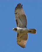 IMG_5586-web * Red-tailed Hawk; Illinois Beach State Park. * Red-tailed Hawk; Illinois Beach State Park.