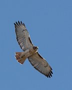 IMG_6458-c1-web * Red-tailed Hawk; I-94 Oasis. * Red-tailed Hawk; I-94 Oasis.