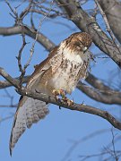 IMG_9502-web * Red-tailed Hawk; Morton Arboretum * Red-tailed Hawk; Morton Arboretum