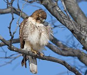 IMG_9535-web * Red-tailed Hawk; Morton Arboretum * Red-tailed Hawk; Morton Arboretum