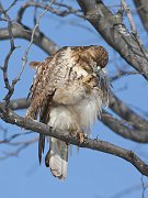 IMG_9571-web * Red-tailed Hawk; Morton Arboretum * Red-tailed Hawk; Morton Arboretum