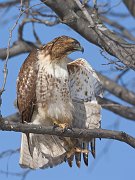 IMG_9738-web * Red-tailed Hawk; Morton Arboretum * Red-tailed Hawk; Morton Arboretum
