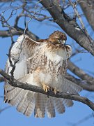 IMG_9852-web * Red-tailed Hawk; Morton Arboretum * Red-tailed Hawk; Morton Arboretum