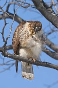 IMG_9872-web * Red-tailed Hawk; Morton Arboretum * Red-tailed Hawk; Morton Arboretum