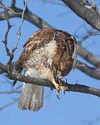 IMG_9885-web * Red-tailed Hawk; Morton Arboretum * Red-tailed Hawk; Morton Arboretum