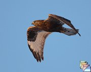 Rough-legged_Hawk