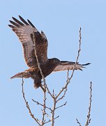 IMG_2620-c1-web * Rough-legged Hawk * Rough-legged Hawk