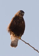 IMG_2738-web * Rough-legged Hawk * Rough-legged Hawk