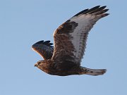 IMG_2840-c1-web * Rough-legged Hawk * Rough-legged Hawk