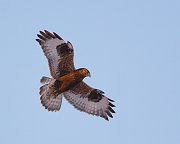 IMG_2892-web * Rough-legged Hawk * Rough-legged Hawk
