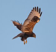 IMG_2908-c1-alt-web * Rough-legged Hawk * Rough-legged Hawk