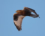 IMG_2915-c1-web * Rough-legged Hawk * Rough-legged Hawk