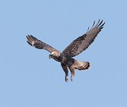 IMG_3016-c1-web * Rough-legged Hawk * Rough-legged Hawk