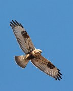 IMG_3077-c1-web * Rough-legged Hawk * Rough-legged Hawk