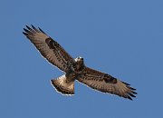 IMG_3124-c1-web * Rough-legged Hawk * Rough-legged Hawk