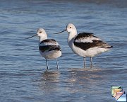 American_Avocet