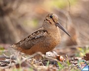 American_Woodcock