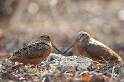 IMG_4947-c1-web * American Woodcock * American Woodcock