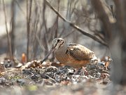 IMG_4959-c1-web * American Woodcock; Montrose Point Sanctuary, Chicago. * American Woodcock; Montrose Point Sanctuary, Chicago.