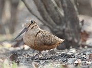 IMG_4983-c1-alt4-web * American Woodcock; Montrose Point Sanctuary, Chicago. * American Woodcock; Montrose Point Sanctuary, Chicago.