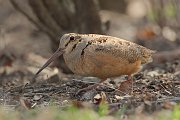 IMG_4999-alt-web * American Woodcock; Montrose Point Sanctuary, Chicago. * American Woodcock; Montrose Point Sanctuary, Chicago.