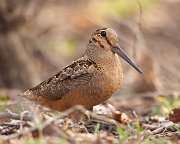 IMG_5079-c1-alt5-web * American Woodcock; Montrose Point Sanctuary, Chicago. * American Woodcock; Montrose Point Sanctuary, Chicago.