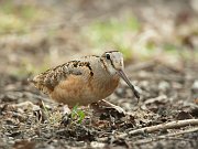 IMG_5106-c1-web * American Woodcock; Montrose Point Sanctuary, Chicago. * American Woodcock; Montrose Point Sanctuary, Chicago.