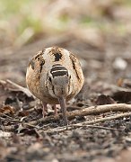 IMG_5110-c1-web * American Woodcock; Montrose Point Sanctuary, Chicago. * American Woodcock; Montrose Point Sanctuary, Chicago.