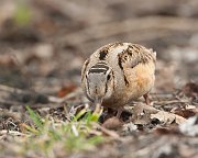 IMG_5117-c1-web * American Woodcock; Montrose Point Sanctuary, Chicago. * American Woodcock; Montrose Point Sanctuary, Chicago.