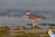 Killdeer