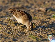 Least_Sandpiper