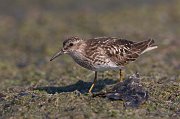 IMG_6128-web * Least Sandpiper; Montrose Point Sanctuary * Least Sandpiper; Montrose Point Sanctuary