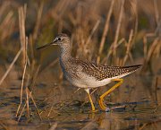 IMG_6534-web * Yellowlegs; Rollins Savanna * Yellowlegs; Rollins Savanna