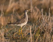 IMG_6550-web * Yellowlegs; Rollins Savanna * Yellowlegs; Rollins Savanna