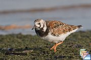 Ruddy_Turnstone