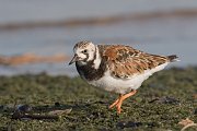 IMG_7010-web * Ruddy Turnstone; Montrose Point Sanctuary. * Ruddy Turnstone; Montrose Point Sanctuary.