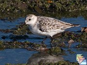 Sanderling
