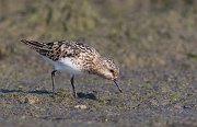 IMG_6107-web * Sanderling; Montrose Point Sanctuary * Sanderling; Montrose Point Sanctuary