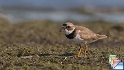 Semipalmated_Plover