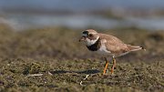 IMG_6032-web * Semipalmated Plover; Montrose Point Sanctuary * Semipalmated Plover; Montrose Point Sanctuary