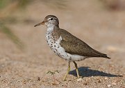 IMG_5954-web * Spotted Sandpiper; Montrose Point Sanctuary * Spotted Sandpiper; Montrose Point Sanctuary