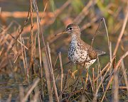 IMG_6300-web * Spotted Sandpiper; Rollins Savanna * Spotted Sandpiper; Rollins Savanna