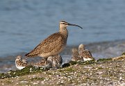 IMG_5536-c1-web * Whimbrel; Montrose Point Sanctuary. * Whimbrel; Montrose Point Sanctuary.