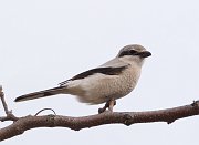 IMG_5198-web * Northern Shrike * Northern Shrike
