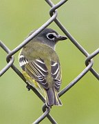 IMG_4294-web * Blue-headed Vireo; Montrose. * Blue-headed Vireo; Montrose.