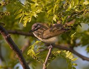 IMG_5648-c1-web * Red-eyed Vireo; Montrose Point Sanctuary. * Red-eyed Vireo; Montrose Point Sanctuary.