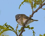 IMG_5658-c1-web * Red-eyed Vireo; Montrose Point Sanctuary. * Red-eyed Vireo; Montrose Point Sanctuary.