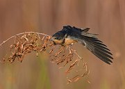 IMG_3384-web * Barn Swallow * Barn Swallow