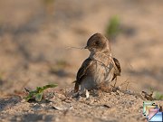 Northern_Rough-winged